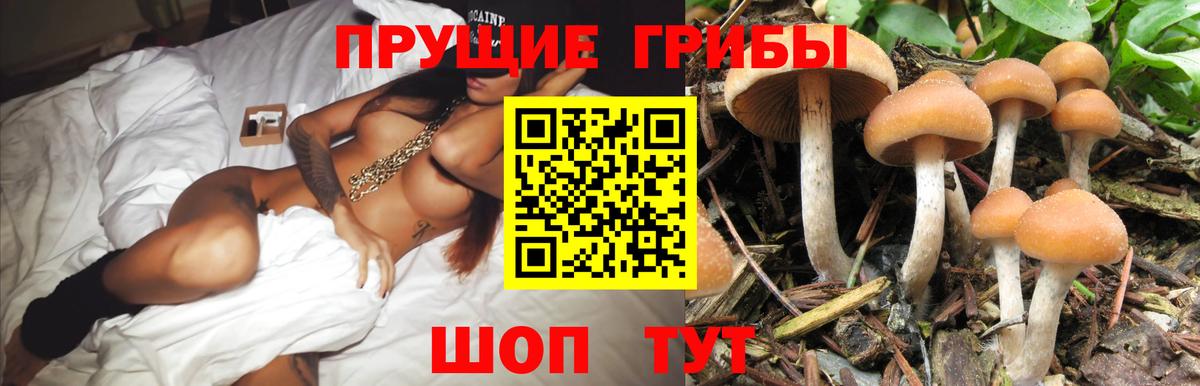 Псилоцибиновые грибы прущие грибы  Вход с VPN  Ахтубинск  Псилоцибиновые грибы Cubensis 